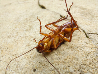a Macro photo of a dying cockroach on the cracked road 