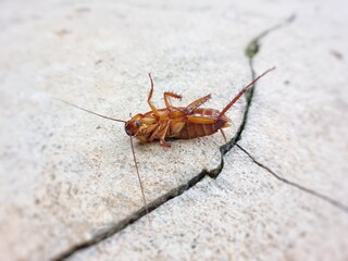 a Close-up photo of cockroach upside down on cracked ground