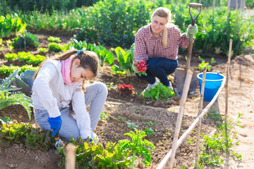 Focused teenage girl who helps her parents work in the vegetable garden is spudding a bed of lettuce