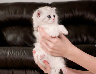 Hands holding fluffy white and tabby kitten looking at camera on brown background, front view, space for text. Cute young shorthair stripped cat with blue eyes.