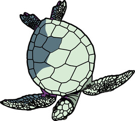 亀（turtle）(PNG)