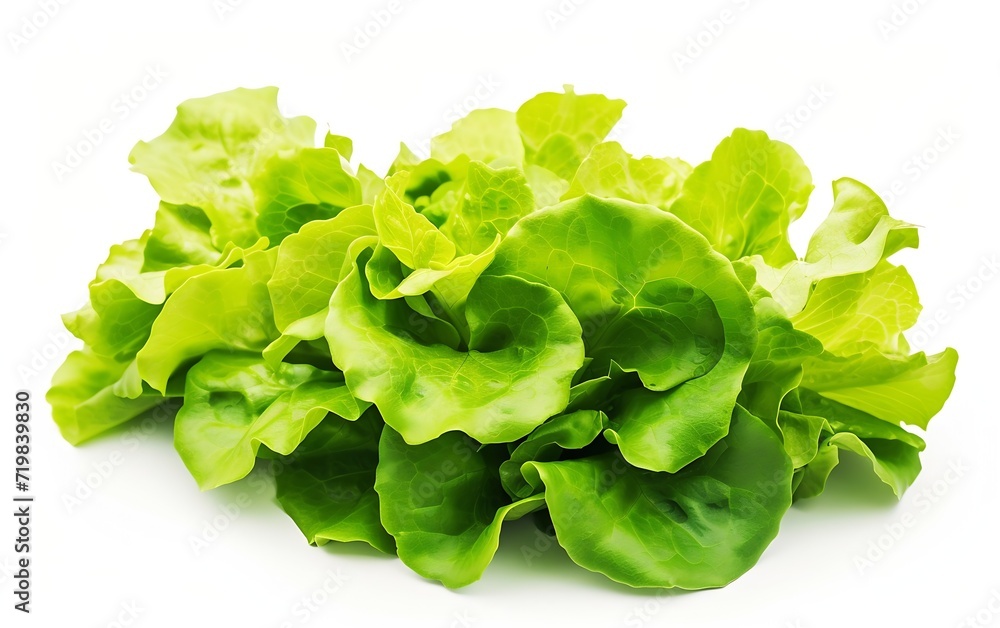 Poster set with leaves of butter lettuce isolated on white : generative ai