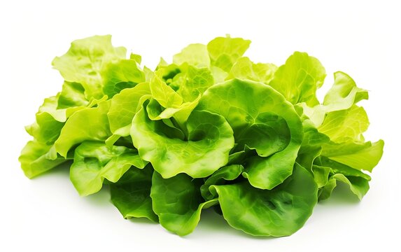 Set with leaves of butter lettuce isolated on white : Generative AI