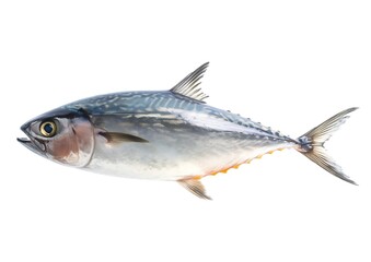 Fototapeta premium Fish Atlantic bonito, isolated on white background (Sarda sarda) : Generative AI