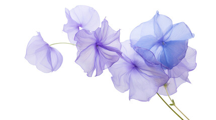 Balloon flower isolated on a transparent background