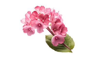 Bergenia flower isolated on a transparent background