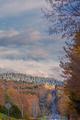 autumn landscape with trees