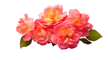 Bourbon roses flower isolated on a transparent background