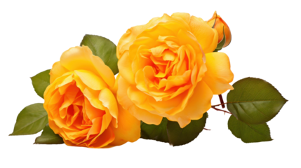 Bourbon roses flower isolated on a transparent background