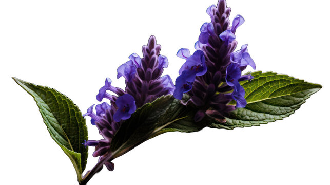 Bugleweed flower isolated on a transparent background