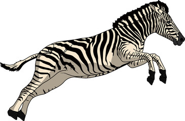 シマウマ（zebra）(PNG)