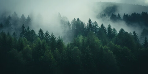 misty autumn coniferous evergreen forest with fog in the mountains,  Misty landscape with fir forest in hipster vintage retro style. dark green forest lanscape panorama - obrazy, fototapety, plakaty