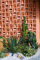Succulent plants and cactuses in front of an orange geometric patterned wall