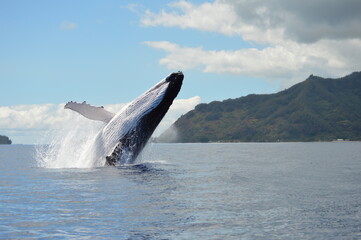 humpback whale breaching in moorea © Scott