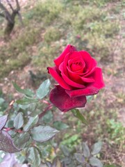 Obraz premium pink roses in garden