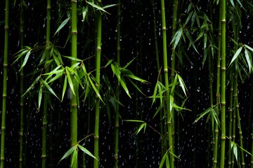 Bamboo forest with raindrops on a black background,  Close up