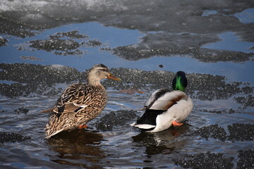 Ducks on Ice