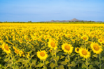 Beautiful sunflower flower blooming in sunflowers field. Popular tourist attractions of Lopburi province. flower field on winter season