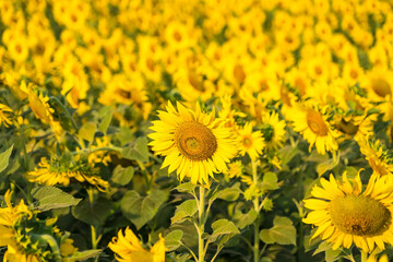 Beautiful sunflower flower blooming in sunflowers field. Popular tourist attractions of Lopburi province. flower field on winter season