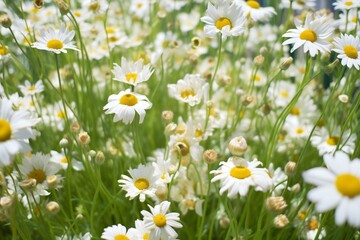 White daisies on a green meadow,  Chamomile field