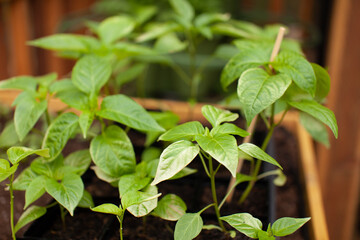 A seedling tray full of pepper plants wait to be planted into a garden. Some leaves are sun burnt.Pepper plants can take a long time to germinate, and benefit from being started ahead of time