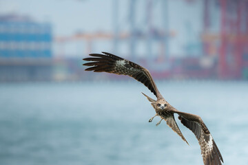 Milvus migrans, Keelung city Taiwan