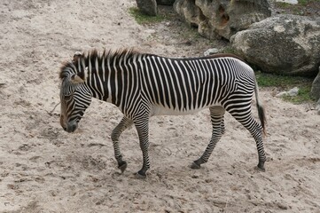 Fototapeta na wymiar Close up of an adult zebra walking slowly on the ground