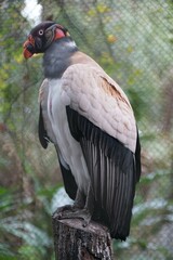 Closeup of a King Vulture, also known with scientific name Sarcoramphus Papa