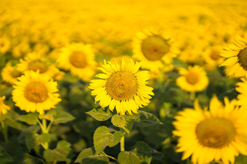 Fototapeta premium Sunflower blooming in sunlight.Thailand.