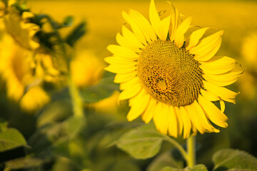 Sunflower blooming in sunlight.Thailand.