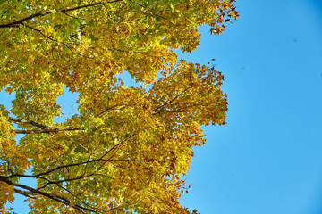 Golden Autumn Leaves Canopy in Bicentennial Acres, Indiana