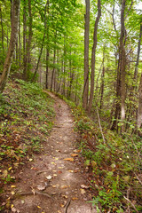 Fototapeta premium Autumnal Forest Trail in Smoky Mountains, Eye-Level Perspective