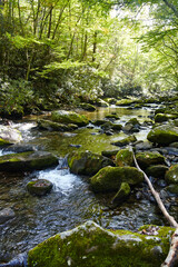 Fototapeta premium Serene Forest Stream with Mossy Rocks in Smoky Mountains