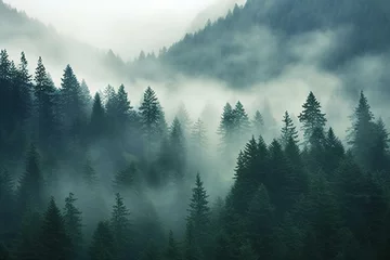 Photo sur Plexiglas Forêt dans le brouillard Foggy morning in the coniferous forest in the mountains