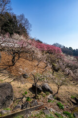 Naklejka premium 筑波山の梅林