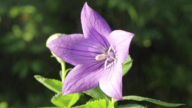 Purple flower in the garden. Platycodon grandiflorus is a species of herbaceous flowering perennial plant of the family Campanulaceae