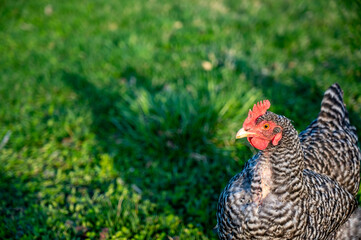 Free range Plymouth Rock chicken wondering in a green backyard 