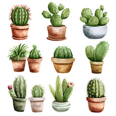 cactus in a pot on white background