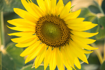 Sunflower blooming in sunlight.Thailand.