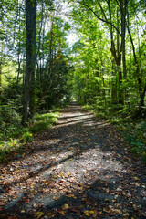 Autumn Forest Trail with Sunlight Speckles, Smoky Mountains