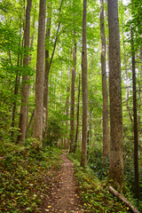 Serene Woodland Path in Smoky Mountains Lush Summer Forest Trail