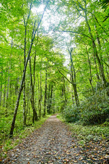 Serene Smoky Mountains Forest Trail in Autumn Light