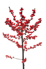 A branch of ilex red with berries on a white background