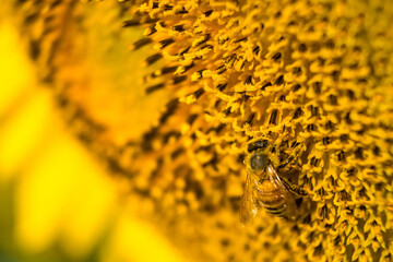 Honey bee pollinating sunflower plant. Close up Sunflowers and flying bee