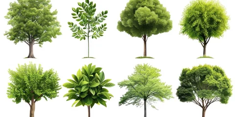 Fotobehang Trees collection set. Green plants with leaves, garden botanical vector © sirisakboakaew