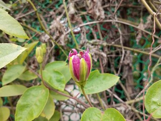 Passiflora, known also as the passion flowers or passion vines