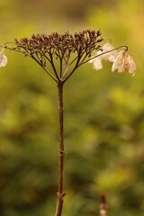 夕暮れと夏の名残り、凛として（紫陽花）