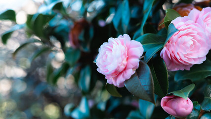 優美なピンク色の椿が春の息吹を告げる