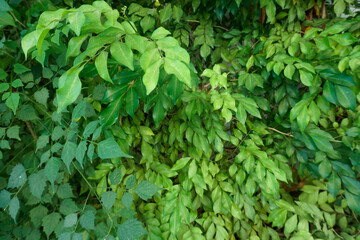 Fototapeta na wymiar Green leaves wall background, background is beautiful leaves
