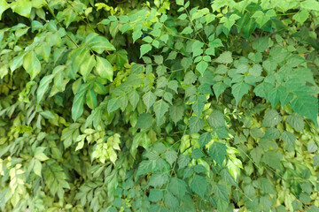Green leaves wall background, background is beautiful leaves